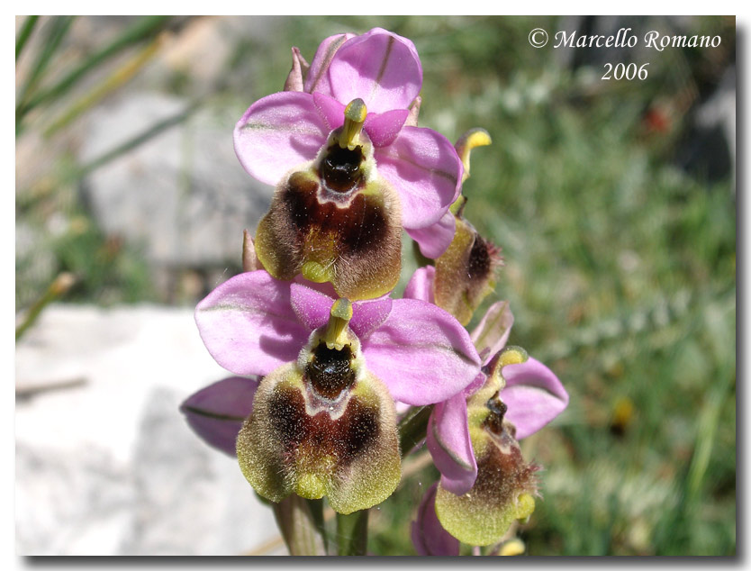 Ophrys tenthredinifera